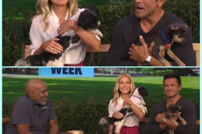 DISASTER On Morning TV: Kelly Ripa And Mark Consuelos Stunned When DOG P00P Interrupts Broadcast