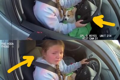 12 Year Old Pulled Over While Trying to Save Her Puppy In Texas, a 12 year old girl, home sick from school, was thrown into a terrifying situation. Her mom wasn’t answering, and her brand-new puppy was dying before her eyes. Panicked but determined, she grabbed the car keys. Though she had never driven before, she made it nearly a mile toward the nearest vet, until flashing lights appeared behind her. The officer who pulled her over quickly….