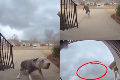Dog Survives Miraculous Tornado Ride A dog in Oklahoma was swept up by a tornado but miraculously survived, and the incredible moment was captured on a Ring camera. The Hernandez family believed they had lost everything after the storm tore through their neighborhood last week, but their biggest fear was for their beloved pet, Firulais, who was missing when they fled for safety.  With no time to spare, the family had to secure their home and wait. Moments later, their Ring camera sent a notification that made their hearts sink: it was Firulais. The video showed him being carried nearly 80 feet into the air by the tornado’s powerful winds.  “I thought it was over,”  FullvideoBelow