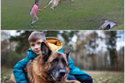 Dramatic Moment Hero Dog Hurls Himself Into Harm’s Way to Save Toddler From Vicious 𝘈𝘵𝘵𝘢𝘤𝘬