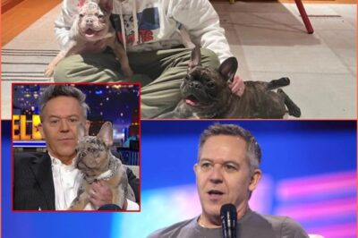 Greg Gutfeld quietly walked into a small New York rescue shelter on the brink of closing—with just 48 hours to go before all the dogs inside would be euthanized… The bill was overdue. The owner had given up hope. But then, the 57-year-old comedian, TV host, and philanthropist—known for his sharp wit and incredible compassion offstage—walked straight to the back, where an 11-year-old Labrador mix named Buddy lay weak and forgotten. He knelt down beside it, gently stroking its head and whispering softly. Then, standing, he asked, “How many dogs are here?” “Thirty-nine,” a soft voice replied. Greg Gutfeld’s voice, warm but determined, rang out: “All 39 dogs deserve a tomorrow.” The next day, delivery trucks stopped outside: new beds, clean floors, medical supplies, food, and toys. Each cage was repaired, repainted, and restored. A sign now hung above each roof that read: “A forever home — with love from Greg Gutfeld.” And Buddy? Greg Gutfeld adopted him on the spot. “He’s been waiting too long,” he said with a small smile. “Now I’m here for him.” Greg Gutfeld didn’t just save a home — he saved 39 beating hearts, giving them hope, dignity, and a future… Full Story Below