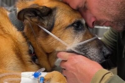 He Vanished for Years… Until His Dying War Dog Called Him Home