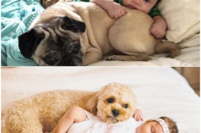 OH, YOUR HEART ISN’T READY FOR THIS…”Babies & Dogs UNLEASH A HEART-MELTING WAVE after an outpouring of adorably pure moments that flood the morning — a cascade of sweetness so powerful it leaves even the toughest hearts quietly breaking in the best possible way…