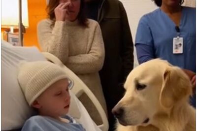 A Terminally Ill Boy Was Granted One Final Wish to Meet a Rescue Dog — And When the Paw Touched His Hand, the Hospital Fell Silent