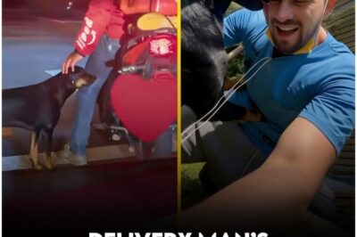 A Moment at a Red Light Changed Everything: How a Rappi Delivery Rider’s Small Act of Kindness Gave a Stray Dog a Forever Home