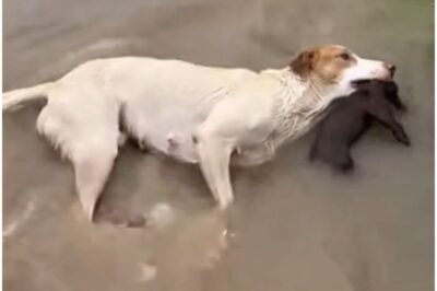heartbreaking:A Mother Dog Swam Against the Flood — Just to Pull Her Puppy Off a Drifting Car Roof