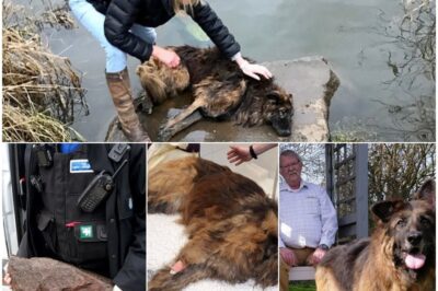 heartbreaking“She Was Tied to a Rock and Thrown Into a River — Now, After 15 Months of Healing, Bella Has Finally Found a Family Who Won’t Let Her Go”