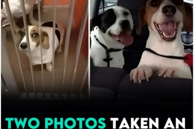 “They Snapped a Photo the Moment He Arrived — Eyes Empty, Tail Still. An Hour Later, They Captured a Miracle: Hope Returning to a Heart That Once Gave Up.”