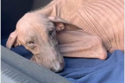 “He Didn’t Cry. He Didn’t Bark. He Just Waited — Curled Up in a Car Trunk, Starving, With Trust Still in His Eyes.”