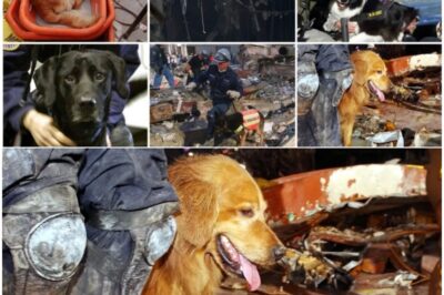 “AMID THE RUINS, WHAT KEPT THE 9/11 DOGS MOVING FORWARD?” Untold moments from the four-legged heroes who searched for life—and left behind a legacy that still brings the world to tears