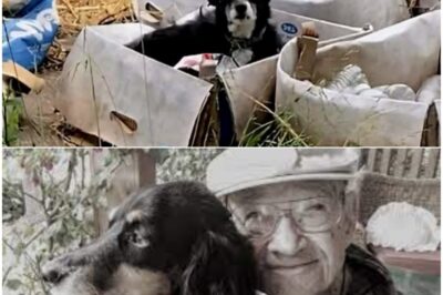 “HE WAITED IN THAT BOX ALL NIGHT…” — The heartbreaking journey of an abandoned old dog who finally found the family that would never leave him again