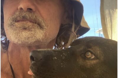 Please… just hold on a little longer.” The whisper came from a man who had nothing left — no home, no warmth, no strength to spare — yet somehow found enough courage to fight a storm for a dog he didn’t even know. It wasn’t dramatic. It wasn’t heroic. It was the kind of plea a person makes when their heart finally decides for them.👉 Read the rest of the story in the comments.