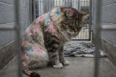 THEY COVERED HIS FUR IN INK AND LEFT HIM BEHIND—BUT HE STILL TRUSTS HUMANS ENOUGH TO HOPE