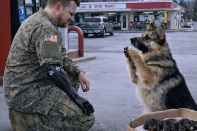 A Desperate Mother Dog Asked for Help — A Navy SEAL Answered in an Unbelievable Way